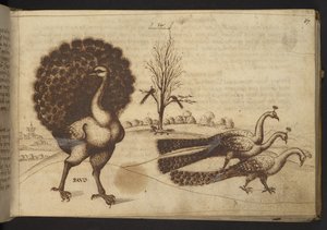 Tilføje. 82955, f.53 Påfugle (