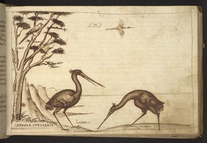 Tilføje. 82955, f.70   Hejre (
