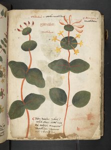 Tilføj MS 41623 