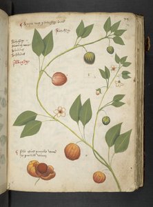Tilføj MS 41623 