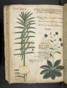 Tilføj MS 41623 Boraxo (eller 