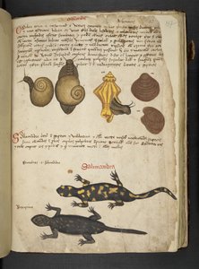 Tilføj MS 41623 Chiocciole og Salamandra, fra 