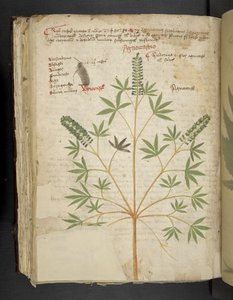 Tilføj MS 41623 f.101v 
