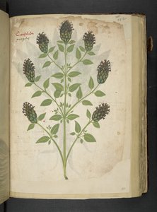 Tilføj MS 41623 f.103r Consolida, fra 