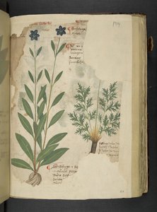 Tilføj MS 41623 f.104r Sassifraga, fra 