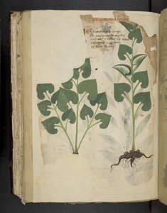 Tilføj MS 41623 f.104v Anthurium, fra 