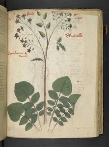 Tilføj MS 41623 f.110r 