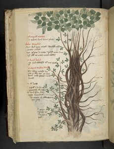 Tilføj MS 41623 f.110v mangrovetræ, fra en 