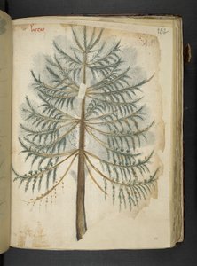 Tilføj MS 41623 f.111r 