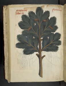 Tilføj MS 41623 f.111v Pine, fra en 