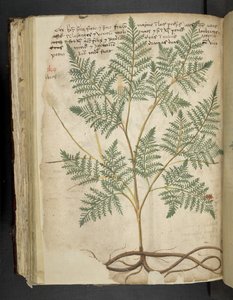 Tilføj MS 41623 f.114v 