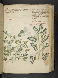 Tilføj MS 41623 f.116r 