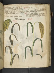 Tilføj MS 41623 f.117r 