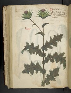 Tilføj MS 41623 f.117v Thistle 