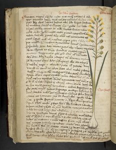 Tilføj MS 41623 f.119v 