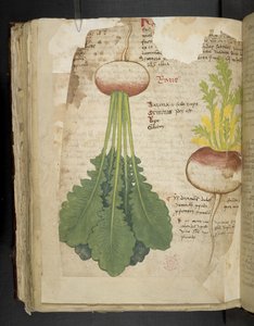 Tilføj MS 41623 f.126v 