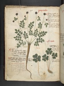 Tilføj MS 41623 f.14v A herbal, Belluno (blæk & farve på vellum) af Italian School