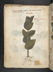 Tilføj MS 41623 f.16v A herbal, Belluno (blæk & farve på vellum) af Italian School