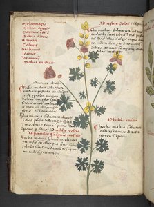Tilføj MS 41623 f.19v A herbal, Belluno (blæk & farve på vellum) af Italian School