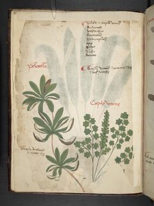 Tilføj MS 41623 f.1v A herbal, Belluno (blæk & farve på vellum) af Italian School