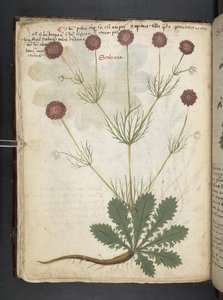 Tilføj MS 41623 f.26v A herbal, Belluno (blæk & farve på vellum) af Italian School