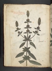 Tilføj MS 41623 f.2v A herbal, Belluno (blæk & farve på vellum) af Italian School