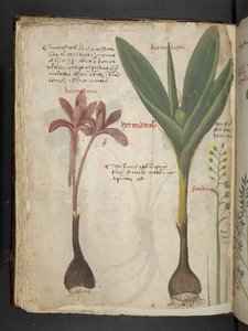 Tilføj MS 41623 f.34v 