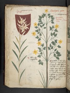 Tilføj MS 41623 f.35v 