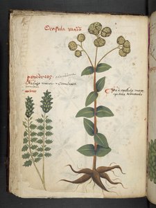 Tilføj MS 41623 f.37v 