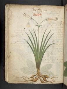 Tilføj MS 41623 f.64v 