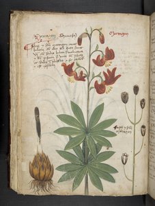 Tilføj MS 41623 f.66v 