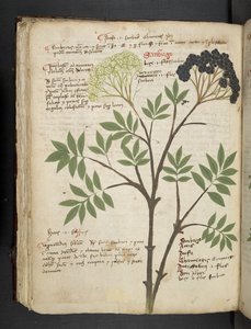 Tilføj MS 41623 f.72v 
