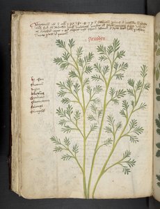 Tilføj MS 41623 f.74v 