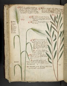 Tilføj MS 41623 f.98v Orzo, fra 