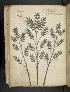 Tilføj MS 41623 f.99v 