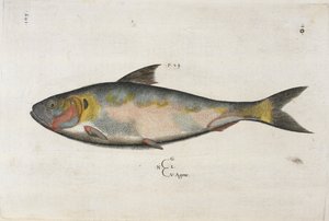 Agone, illustration fra 