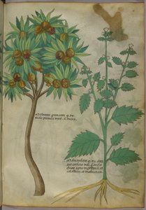 Botanisk illustration (blæk og farve på papir) af Italian School