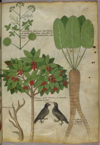 Botanisk illustration af planter og fugle, ca. 1440 (blæk & farve på papir af Italian School