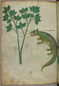 Botanisk og animalsk illustration af en plante og en krokodille, ca. 1440 (blæk og farve på pergament) af Italian School
