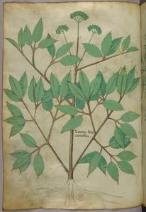 Botanisk illustration, ca. 1440 (blæk og farve på pergament) af Italian School