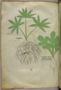 Botanisk illustration, ca. 1440 (blæk og farve på pergament) af Italian School