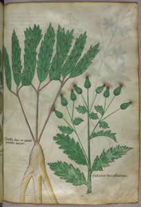 Botanisk illustration, ca. 1440 (blæk og farve på pergament) af Italian School
