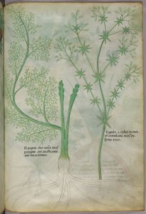 Botanisk illustration, ca. 1440 (blæk og farve på pergament) af Italian School