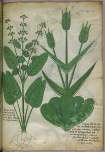 Botanisk illustration, ca. 1440 (blæk og farve på pergament) af Italian School