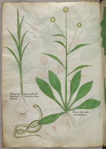Botanisk illustration, ca. 1440 (blæk og farve på pergament) af Italian School