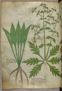 Botanisk illustration, ca. 1440 (blæk og farve på pergament) af Italian School