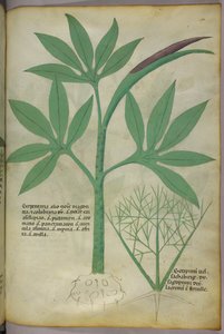 Botanisk illustration, ca. 1440 (blæk og farve på pergament) af Italian School