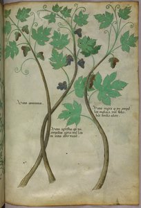 Botanisk illustration, ca. 1440 (blæk og farve på pergament) af Italian School