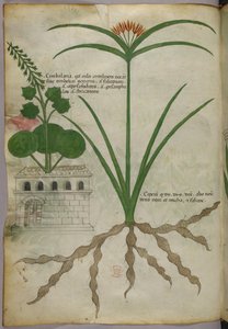 Botanisk illustration, ca. 1440 (blæk og farve på pergament) af Italian School