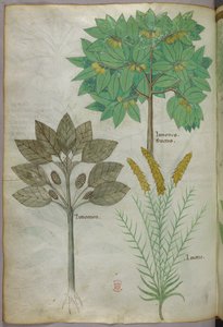Botanisk illustration, ca. 1440 (blæk og farve på pergament) af Italian School